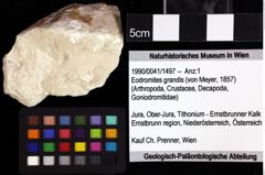 Foto (Objket + Etiketten) von Gastrosacus torosus (Robins, Feldmann & Schweitzer, 2013) 